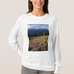Fält med lupin, Mt. Olympus och moln vid Tee