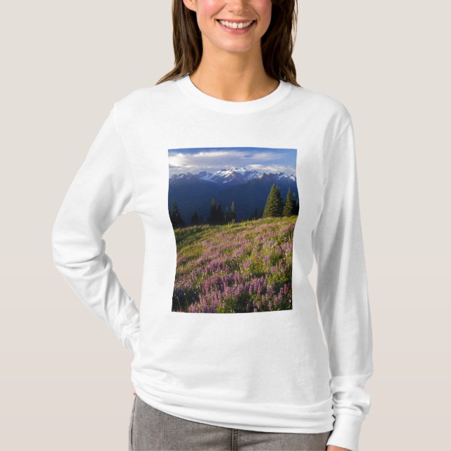 Fält med lupin, Mt. Olympus och moln vid Tee (Framsida)