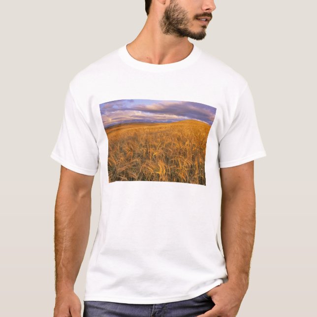 Fält med mognande korn längs med Rocky Tee (Framsida)