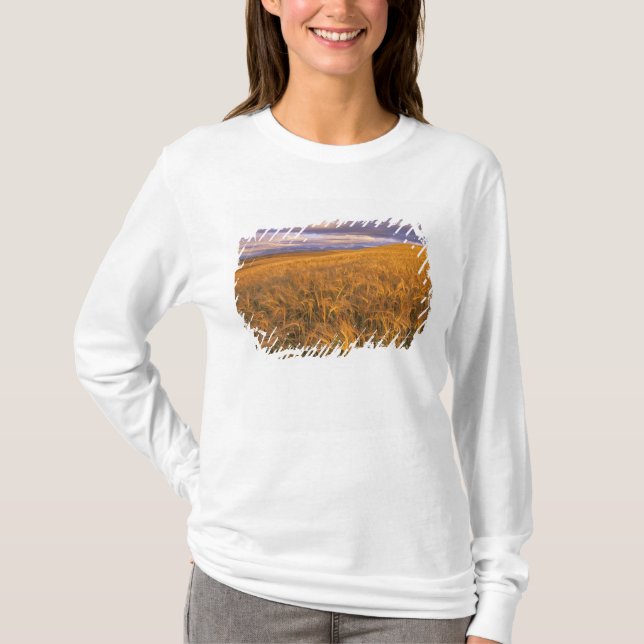 Fält med mognande korn längs Rocky Tee (Framsida)