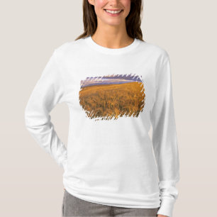 Fält med mognande korn längs Rocky Tee Shirt