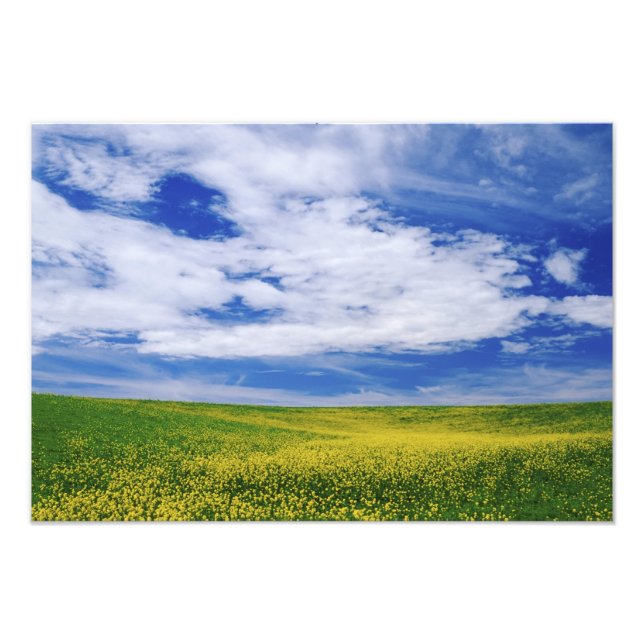 Fält med raps eller senapsblommor, Palouse Fototryck (Framsidan)