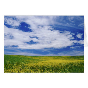 Fält med raps eller senapsblommor, Palouse Hälsningskort