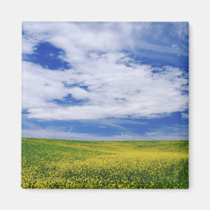 Fält med raps eller senapsblommor, Palouse Magnet