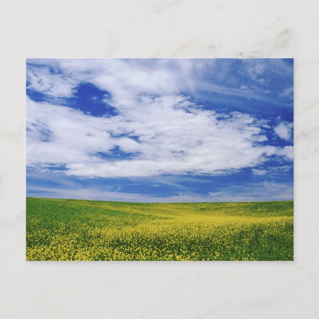 Fält med raps eller senapsblommor, Palouse Vykort (Framsida)