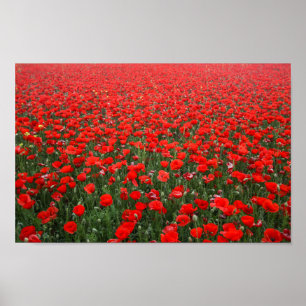 Fält med röda vallmor poster