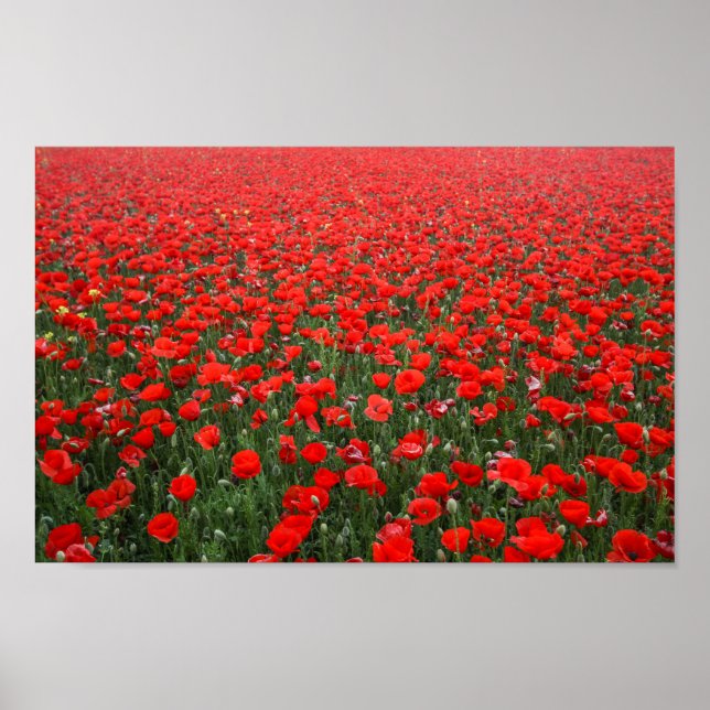 Fält med röda vallmor poster (Framsidan)