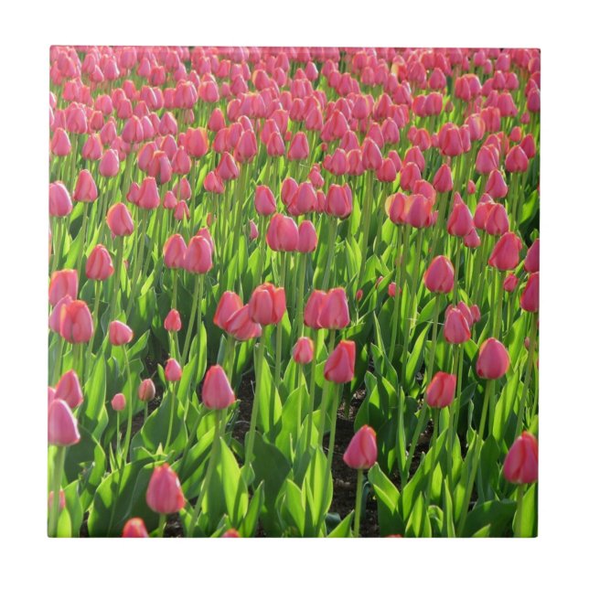 Fält med rosa tulpaner kakelplatta (Framsidan)