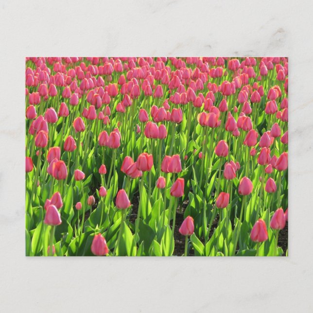 Fält med rosa tulpaner vykort (Framsida)