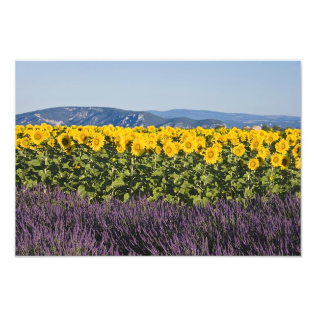 Fält med solrosor och lavendelblommor, fototryck (Framsidan)