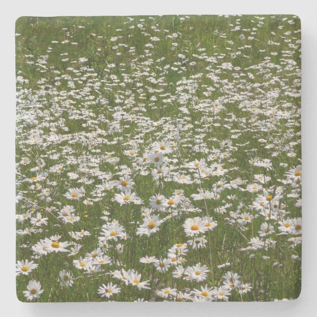 Fält med tusenskönor Alaskanska vildblommor Stenunderlägg (Framsidan)