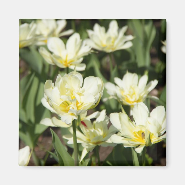 Fält med vita tulpaner Foto Magnet (Framsidan)
