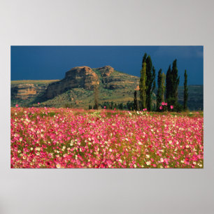 Fält om blomkål från Cosmos, distriktet Fouriesbur Poster