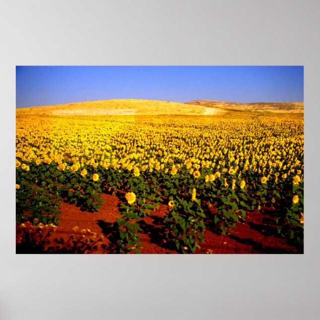 Fält om solblommor, södra Spanien Poster (Framsidan)