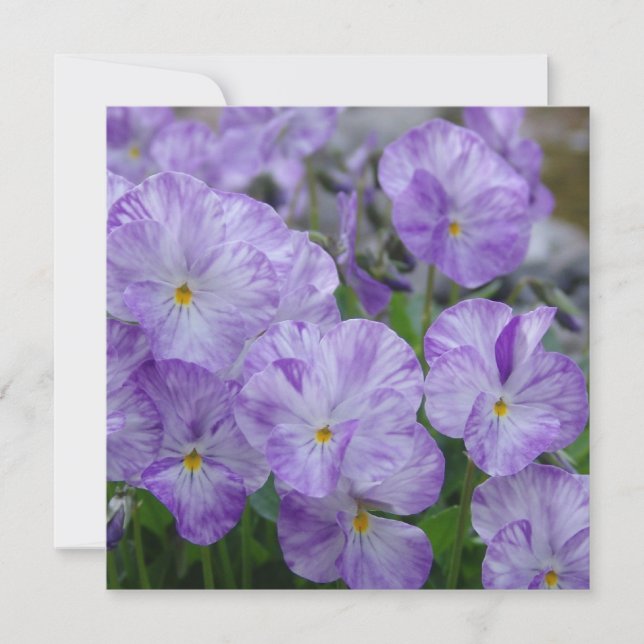 Fält Pansies (Framsida)