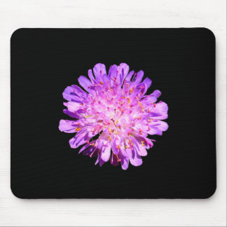 Fält Scabious Musmatta