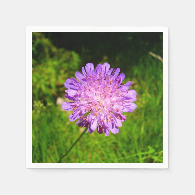 Fält Scabious Papper Napkins Pappersservett (Framsidan)