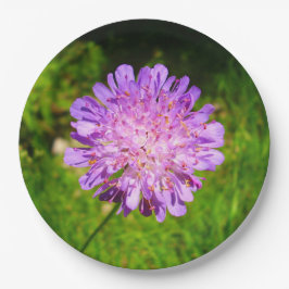 Fält Scabious Papper Tallrikar