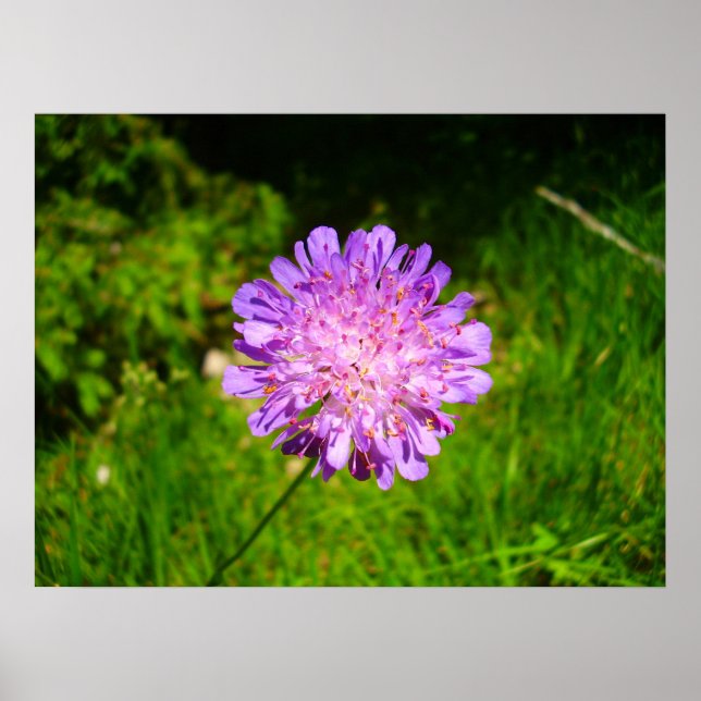 Fält Scabious Poster (Framsidan)