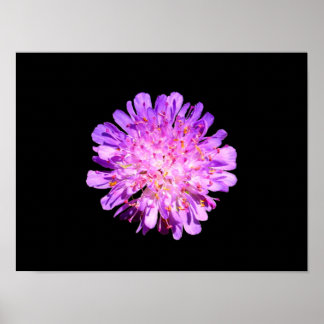 Fält Scabious Poster