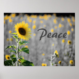 Fält, solblommor, svartvitt, fred poster