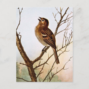 Fält Sparrow Singing Vykort