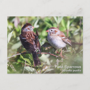 Fält Sparrow Vykort