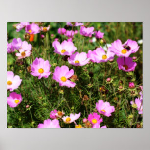 Fält vid Rosa Cosmos Flower Orton Effekt Poster