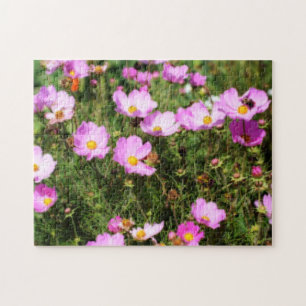Fält vid Rosa Cosmos Flower Orton Effekt Pussel