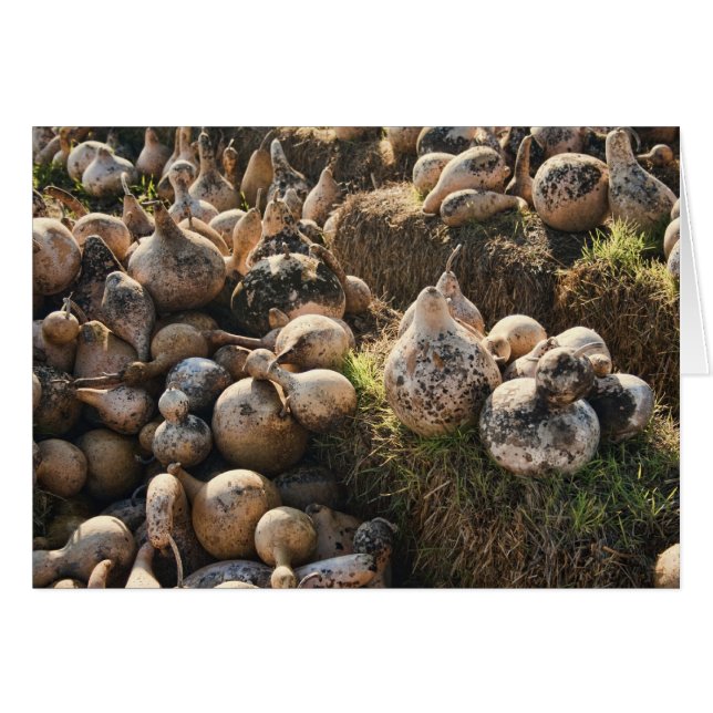 Fält vid torkning av fåglarter hälsningskort (Framsidan Horizontal)