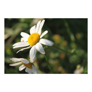 Fält White Daisy Flowers Fototryck