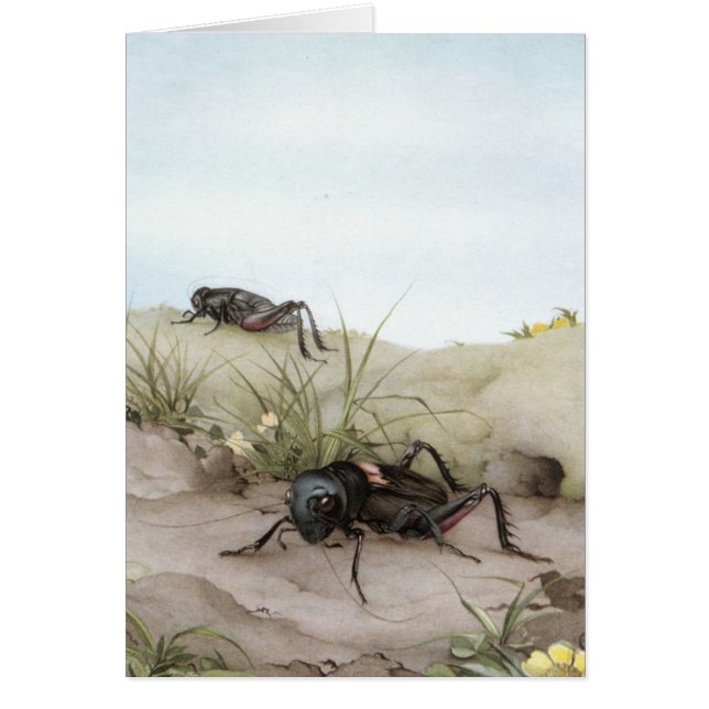 FÄLTSYRSAN HÄLSNINGSKORT (Framsidan)