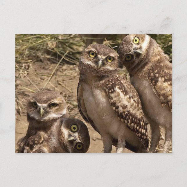 fam uil vykort (Framsida)