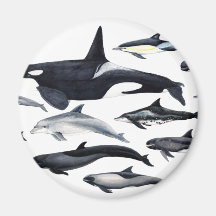 Familia de los delfines: orcas, delfines, marsopas