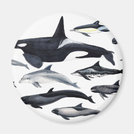 Familia de los delfines: orcas, delfines, marsopas magnet