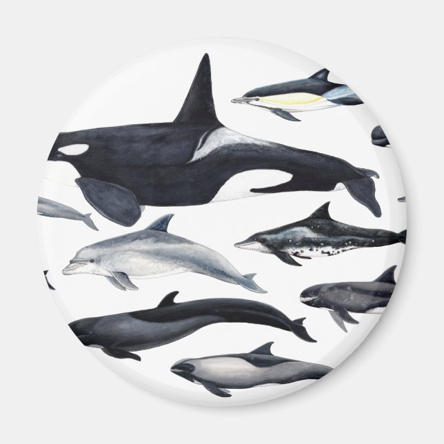 Familia de los delfines: orcas, delfines, marsopas magnet (Framsidan)