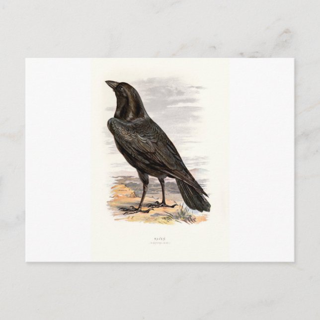 Familiar Vild Birds Swaysland Raven Vykort (Framsida)