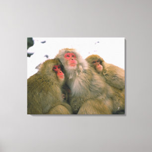 Familj av den japanska macaquen, Jigokudani, Canvastryck
