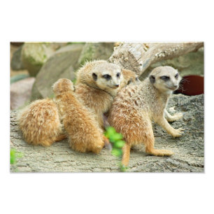 Familj av meerkats - foto