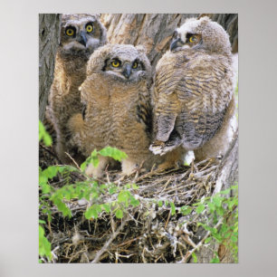 Familj av stora hornugglor (Bubo virginianus) Poster