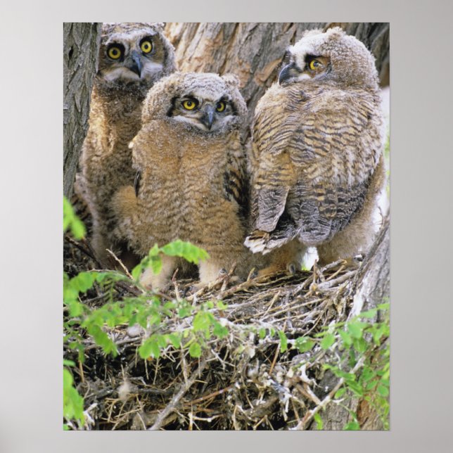 Familj av stora hornugglor (Bubo virginianus) Poster (Framsidan)