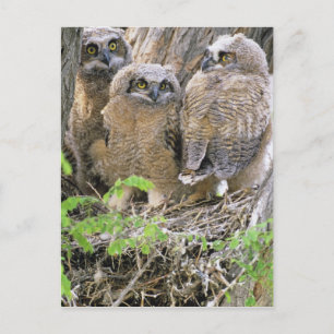 Familj av stora hornugglor (Bubo virginianus) Vykort