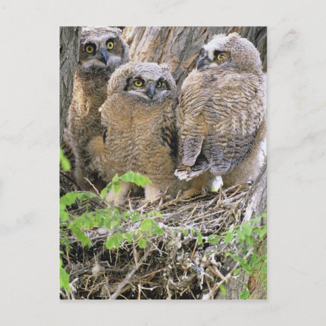 Familj av stora hornugglor (Bubo virginianus) Vykort (Framsida)