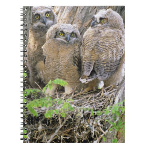 Familj av ugglor (Bubo virginianus) Anteckningsbok Med Spiral