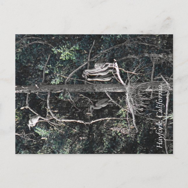 Familj hägrar... vykort (Framsida)