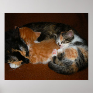 Familj med sömnig kattungar poster