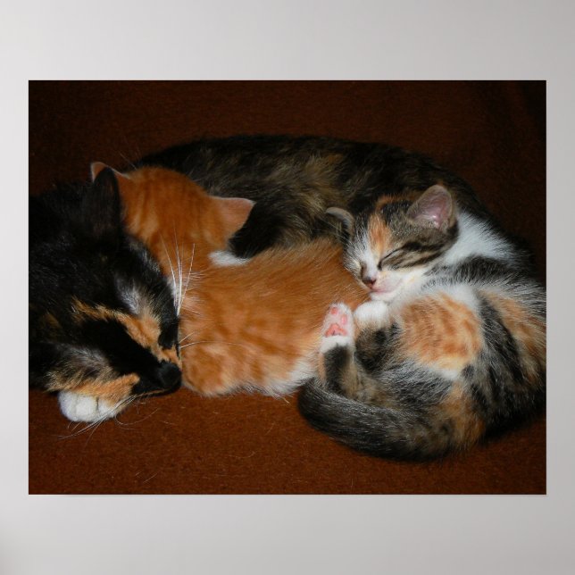 Familj med sömnig kattungar poster (Framsidan)