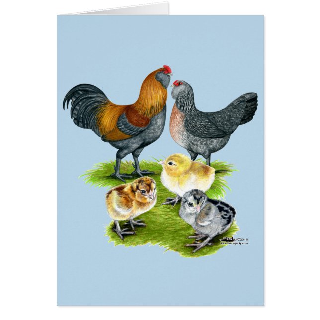 Familjen Ameraucana Chicken OBS Kort (Framsidan)