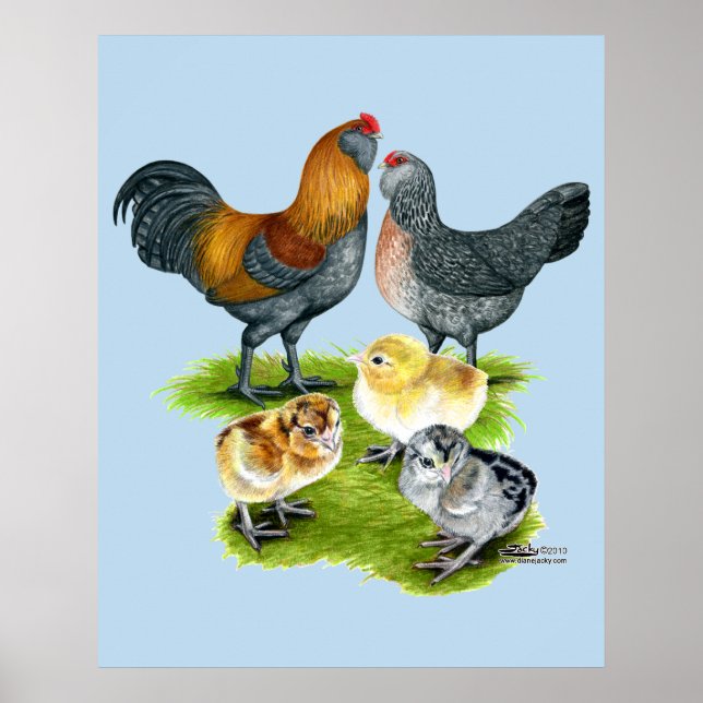Familjen Ameraucana Chicken Poster (Framsidan)