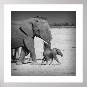 Familjen Elephants Poster